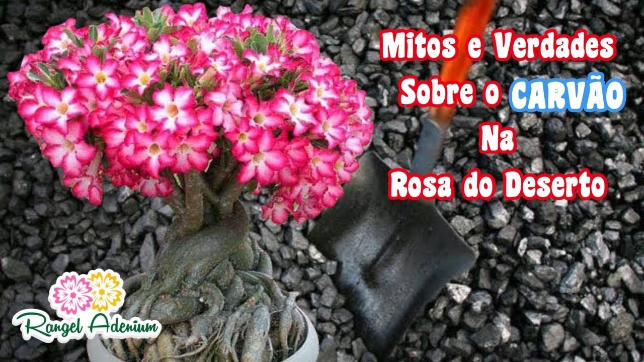 Mitos e Verdades Sobre o CARVÃO Na Rosa do Deserto - Munha ou Pó ?