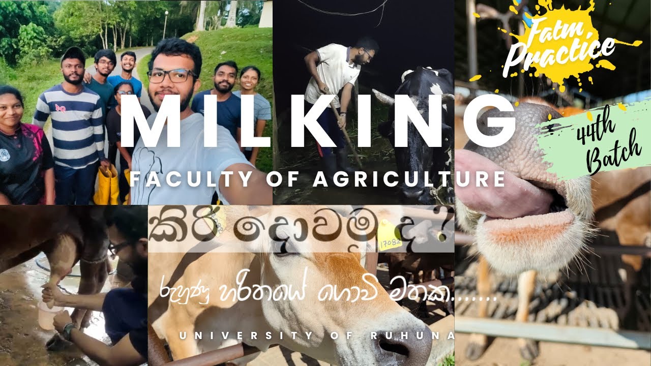 Agri Faculty එකේ එළදෙනුන් ගෙන් කිරි දොවමු |Milking session Faculty of Agriculture