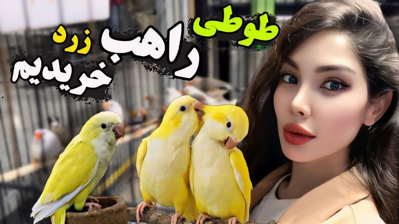 طوطی راهب‌ زرد سرلاکی خریدیم😍 ولاگ بازار پرندگان ایران, PARAKEET Lutino