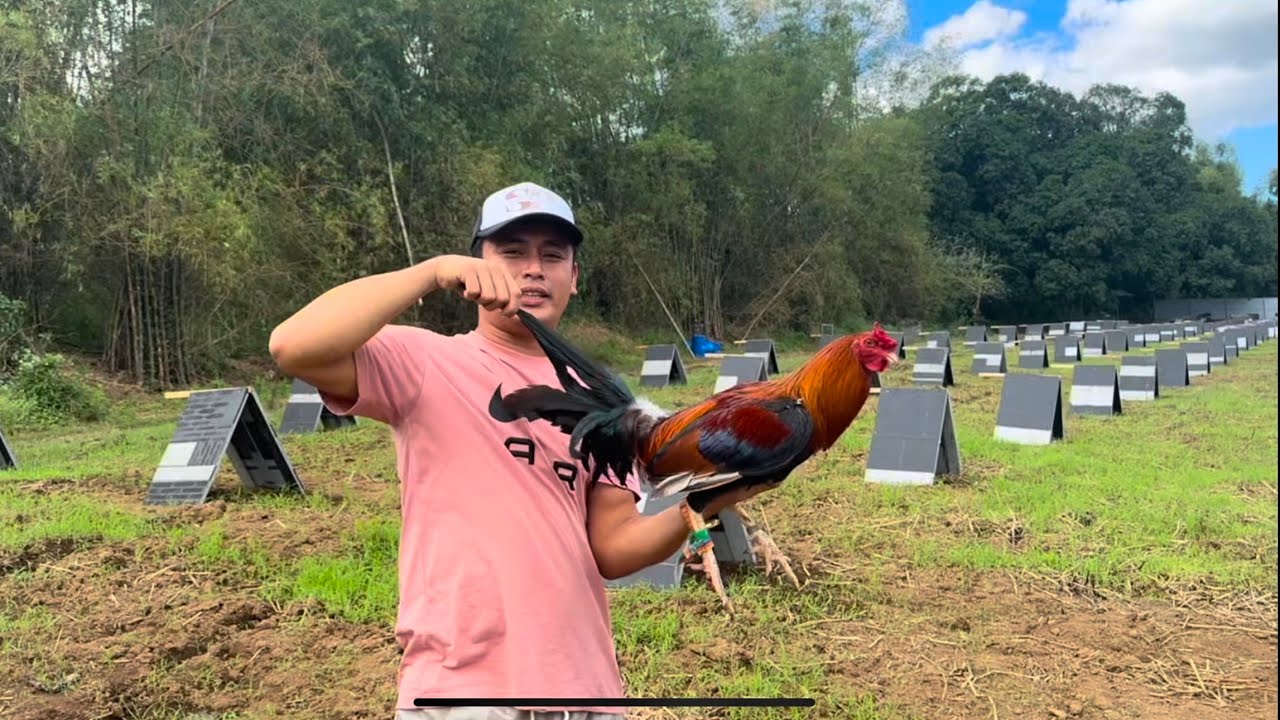 Magkano ang presyo ng Pure Goldenboy Sweater sa AEJ Farm?