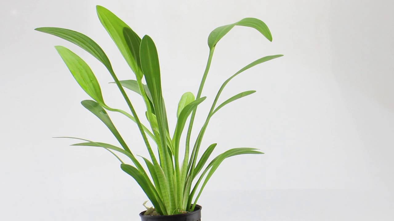 Sagittaria platyphylla