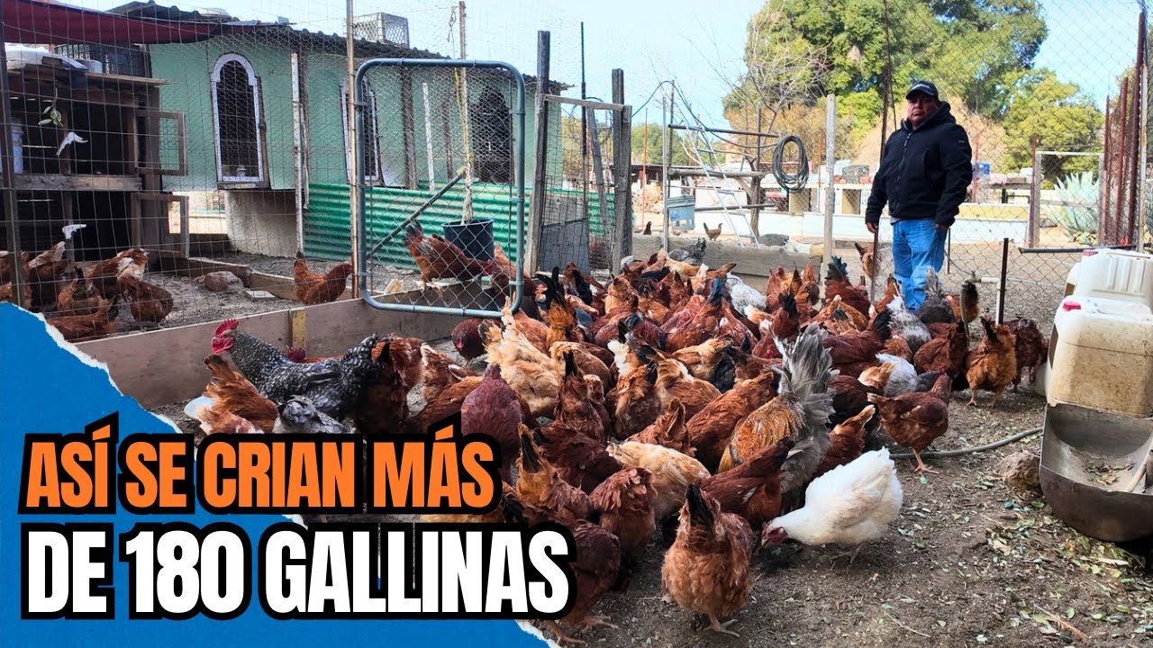 COMO CRIAR UNA GRANJA DE GALLINAS | ¿Esto es negocio? Aquí algunos consejos