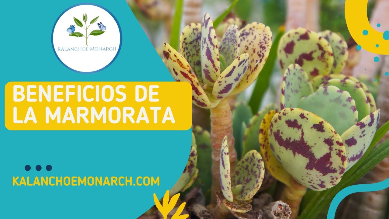 Los Beneficios de Kalanchoe Marmorata  | Kalanchoe monarch