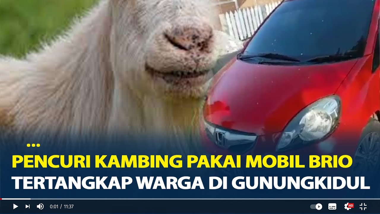 Viral, Pencuri Kambing Pakai Mobil Brio Tertangkap Warga di Gunungkidul, Babak Belur Dihajar Massa