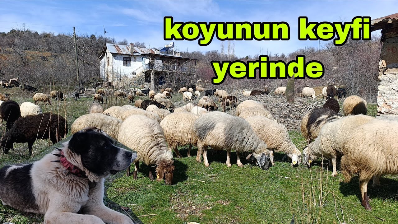 Dağlar Her Geçen Gün Daha İyi Oluyor Koyun Daha İyi Doyuyor