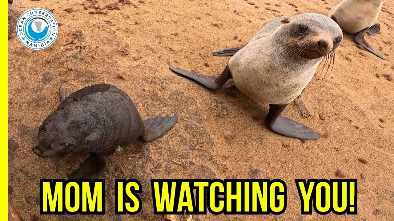 A Mother&rsquo;s Watchful Eye During Seal Rescue