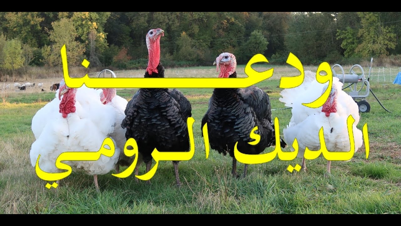 الحلقة الثلاثون: ودعنا الديك الرومي