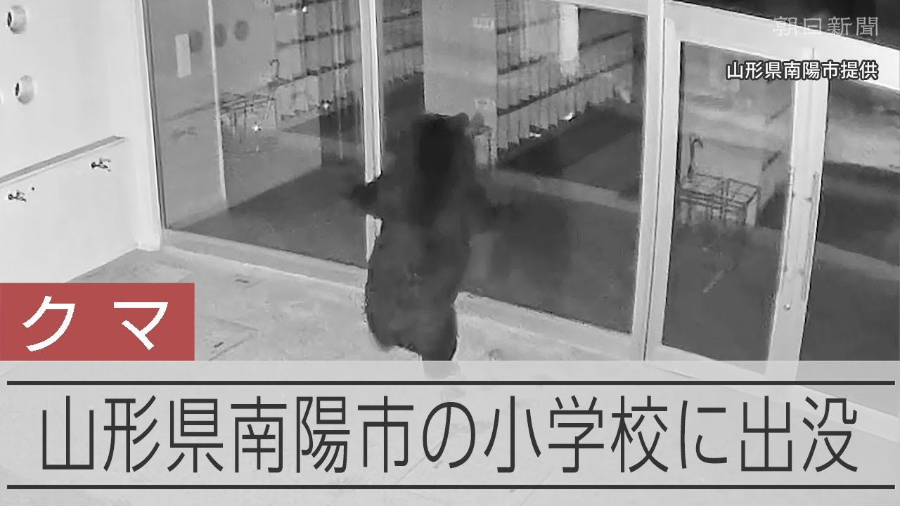 山形の小学校にクマ　校舎の窓ガラス割って立ち去る　学校は臨時休校