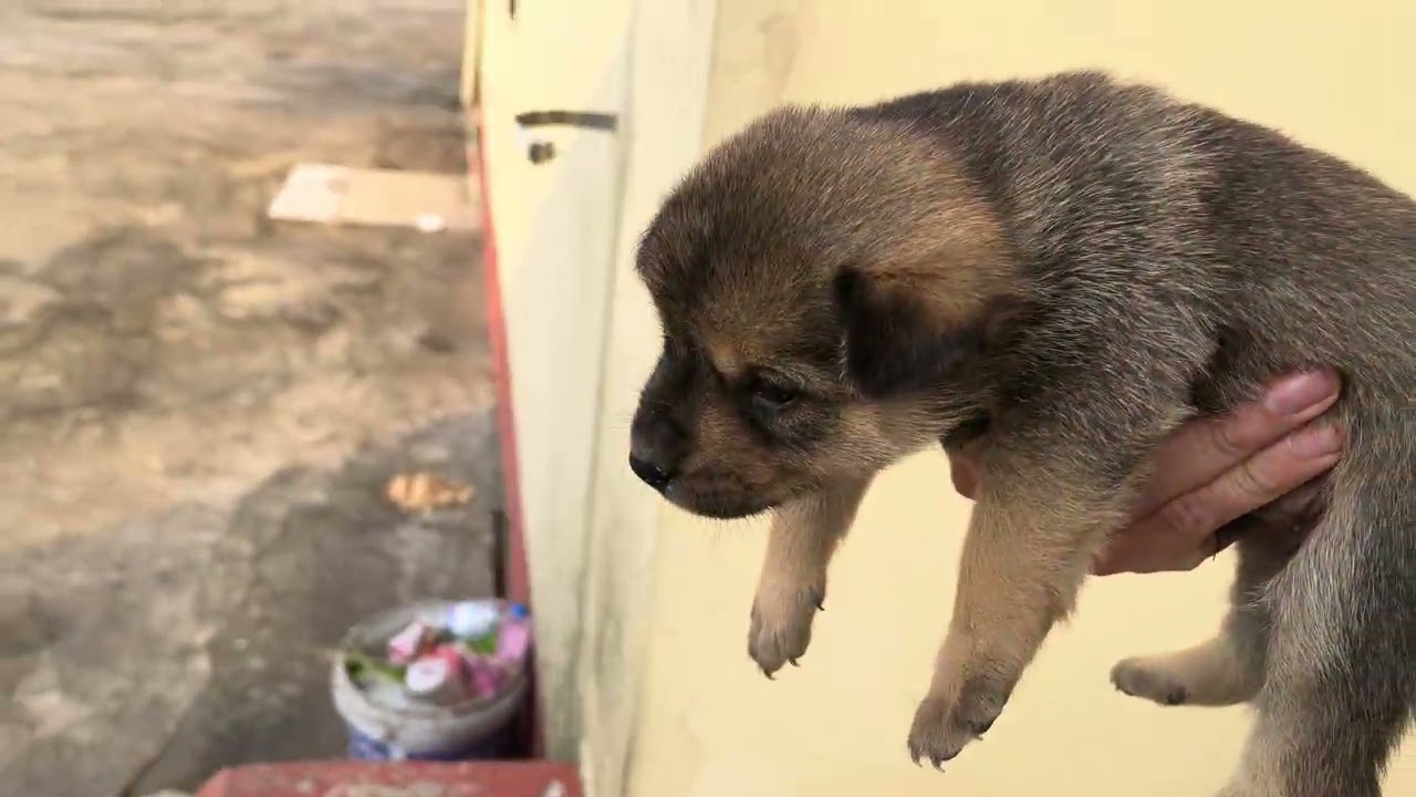 Seeing a One-Eyed Disabled Puppy Left Hungry and Cold Broke My Heart