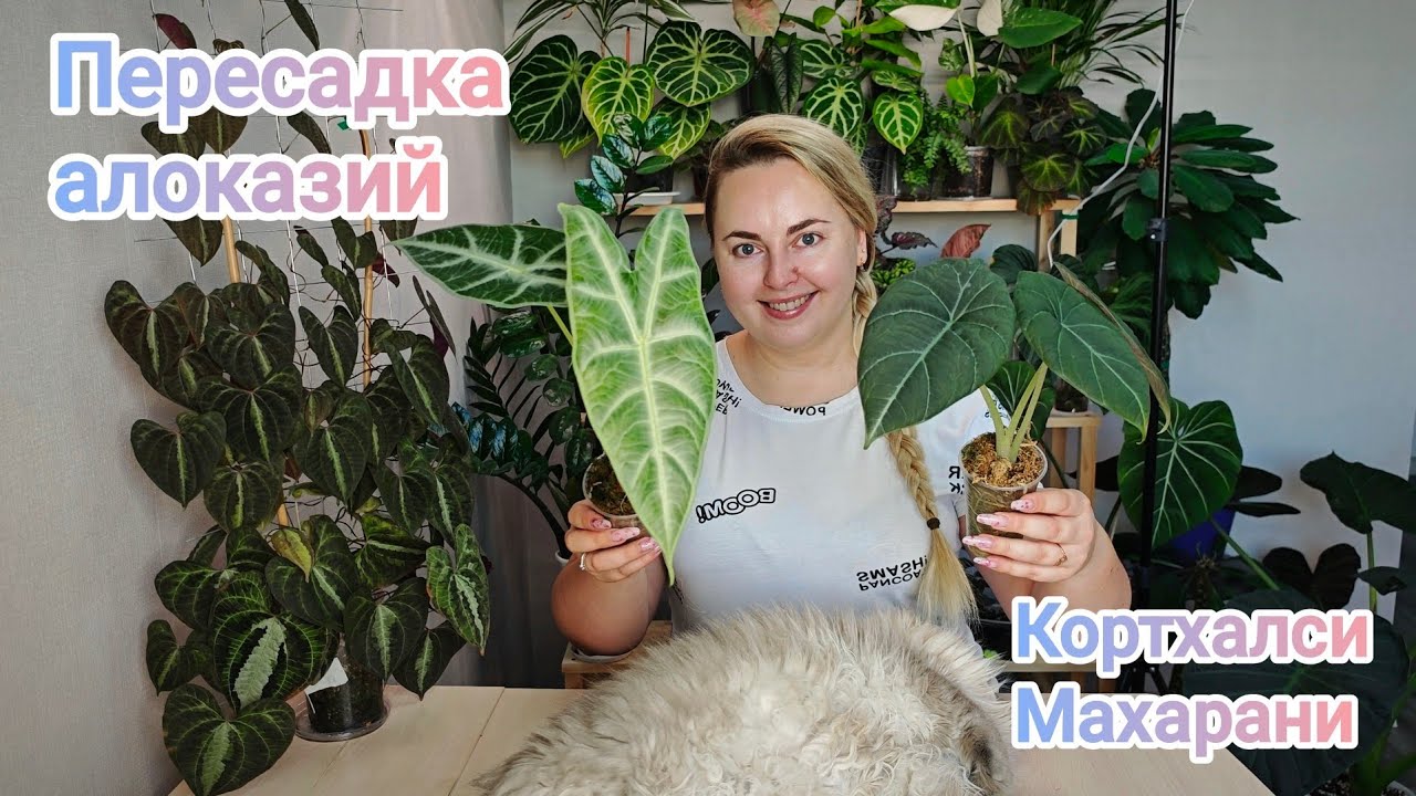 ПЕРЕСАЖИВАЮ алоказии КОРТХАЛСИ и МАХАРАНИ😍 Рассказываю об уходе от клубня до взрослого растения 😉