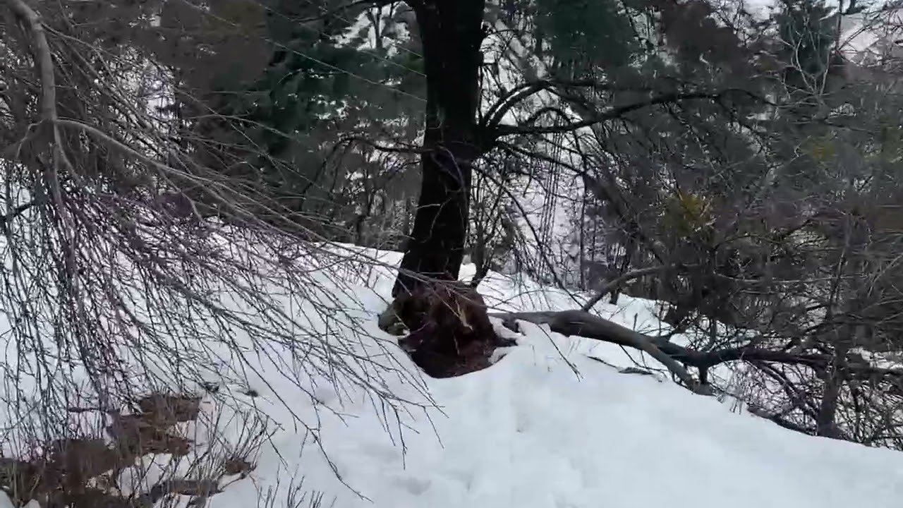 Going for Friday prayer after snowfall – برف باری کے بعد جمعہ کی نماز