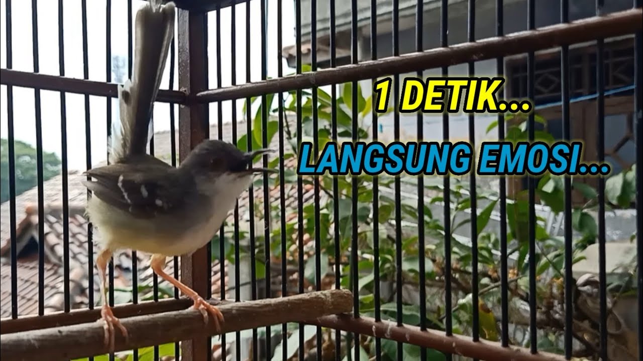 ciblek semi gacor, PALING AMPUH bikin ciblek semi jadi emosi