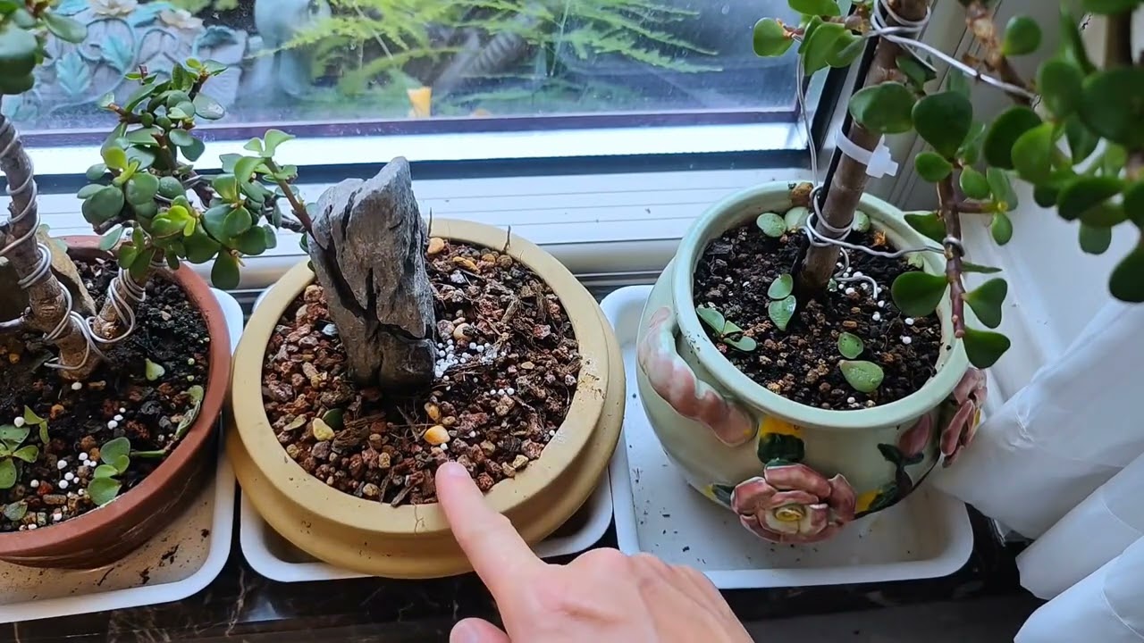 冬天如何给花卉植物浇水？ #养花小知识 #分享养花经验 #金枝玉叶养殖方法 #花卉绿植养花 #好喜欢我的家