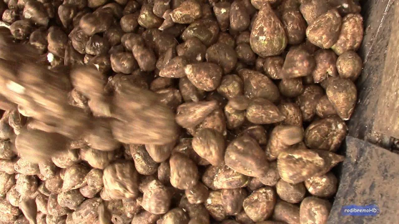 Livraison betteraves sucrières, gare de Chavornay, destination sucrerie d'Aarberg