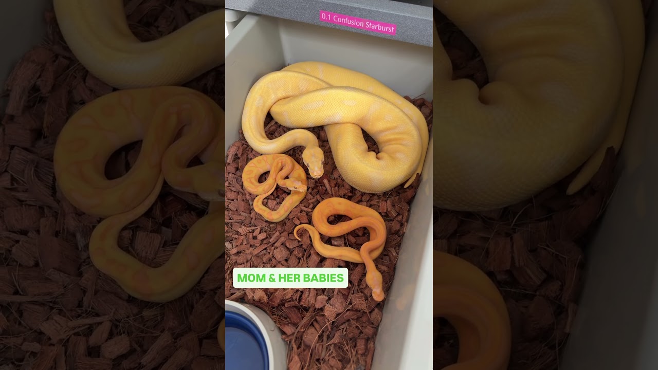 Beautiful Family of Ball Pythons😍