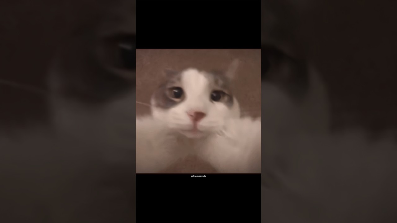 Gif name searching🔎  #shorts #memes #memeshorts