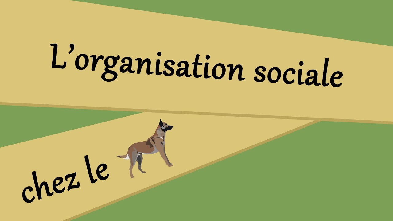 L'organisation sociale chez le chien