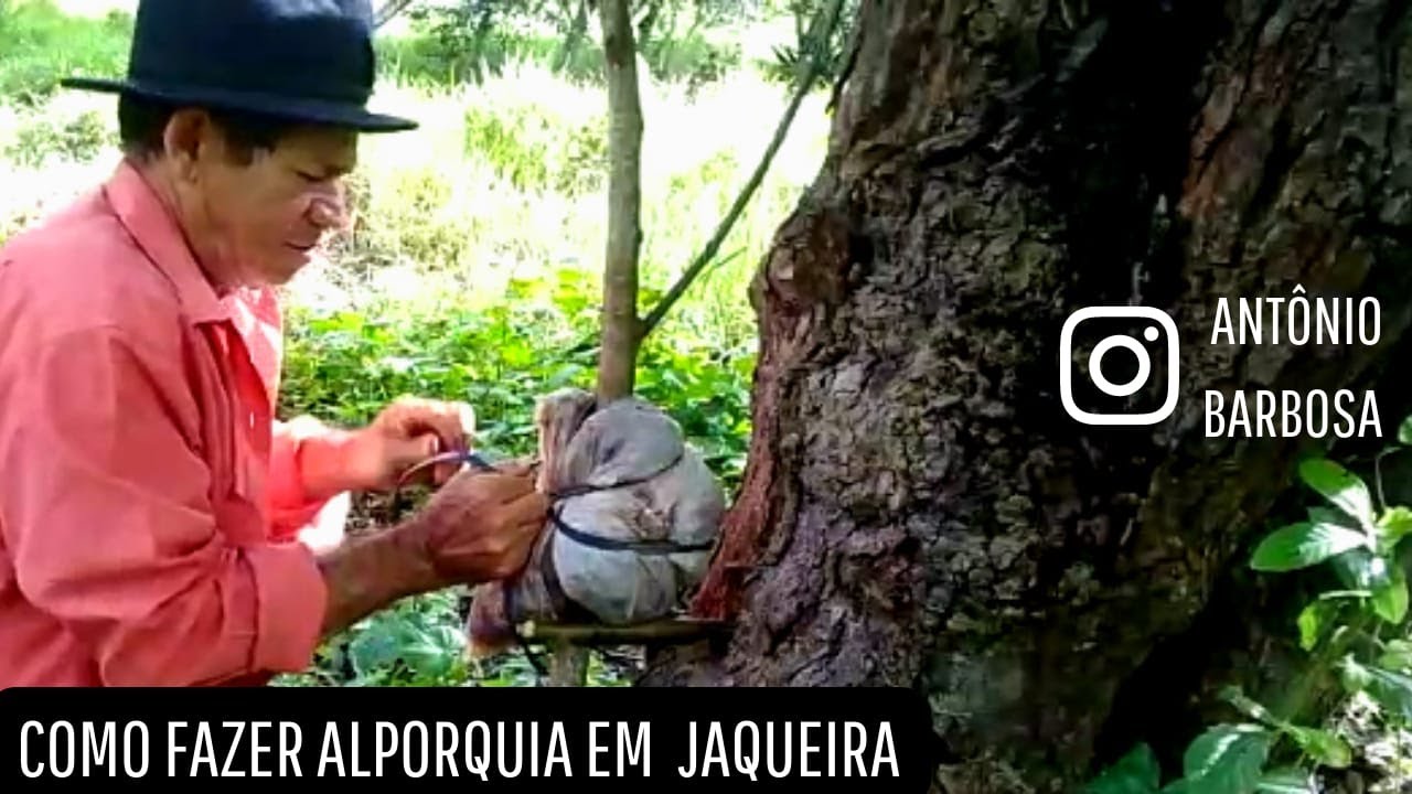 Como fazer alporquia simples e fácil de pé de jaqueira!