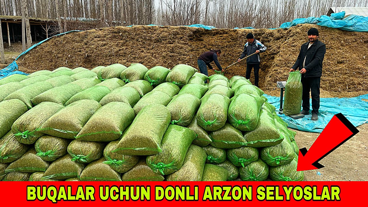 SELYOSLARNI ARZON JOYINI TOPDIK 99.800.34.82 BUQA BOQISH UCHUN DONLI ARZON SELYOS