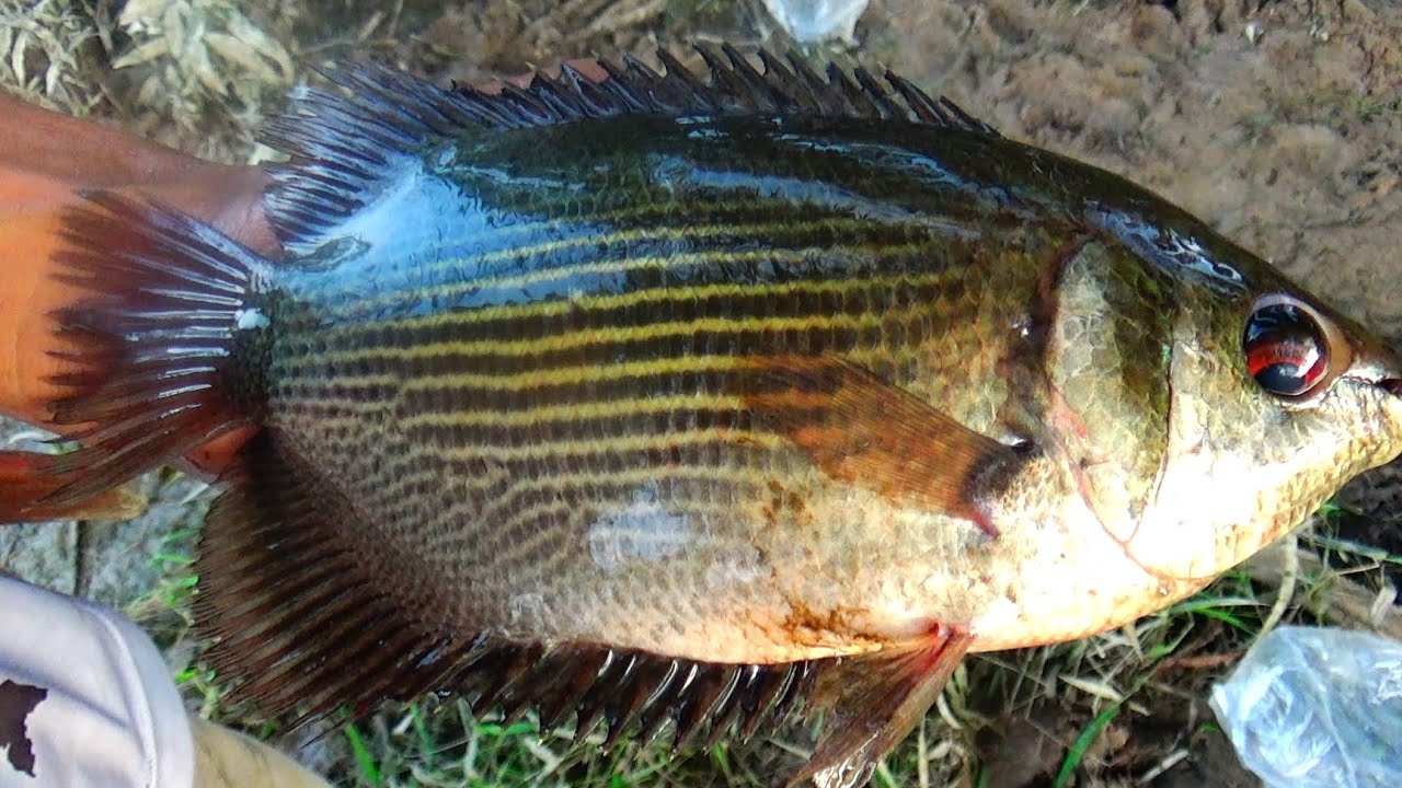 REKOR TERBARU MANCING IKAN BIAWAN TERBESAR 7on di RIAU
