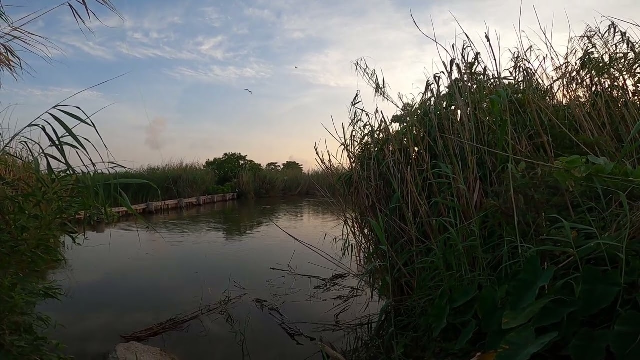 gator warning