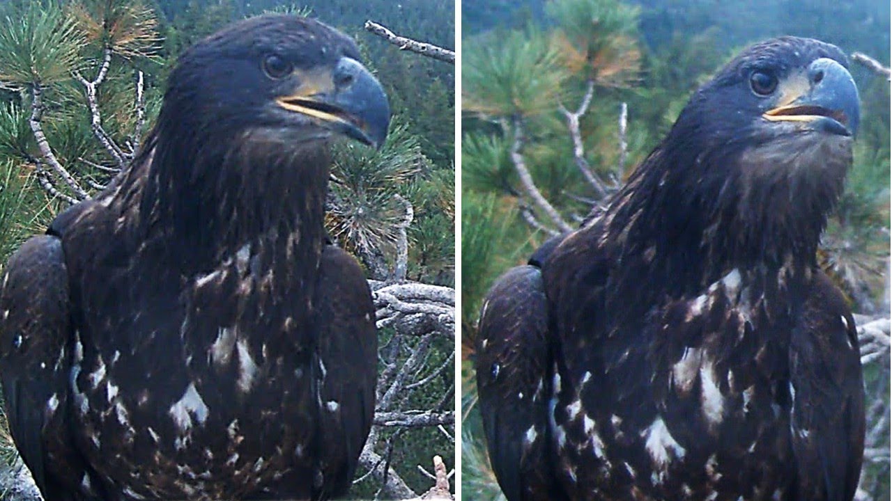 FOBBVCAM Eagles🦅Juvenile Overnights in Roost Tree 🌲 Visits Nest & Does Brief Clean-Up🥢2025 Aug 28
