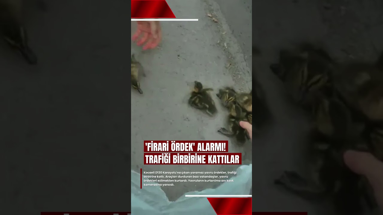 Firari &Ouml;rdek Alarmı! - Video Haber  #kocaeli  #g&uuml;ndem  #videohaber  #komikvideolar  #shortvideo