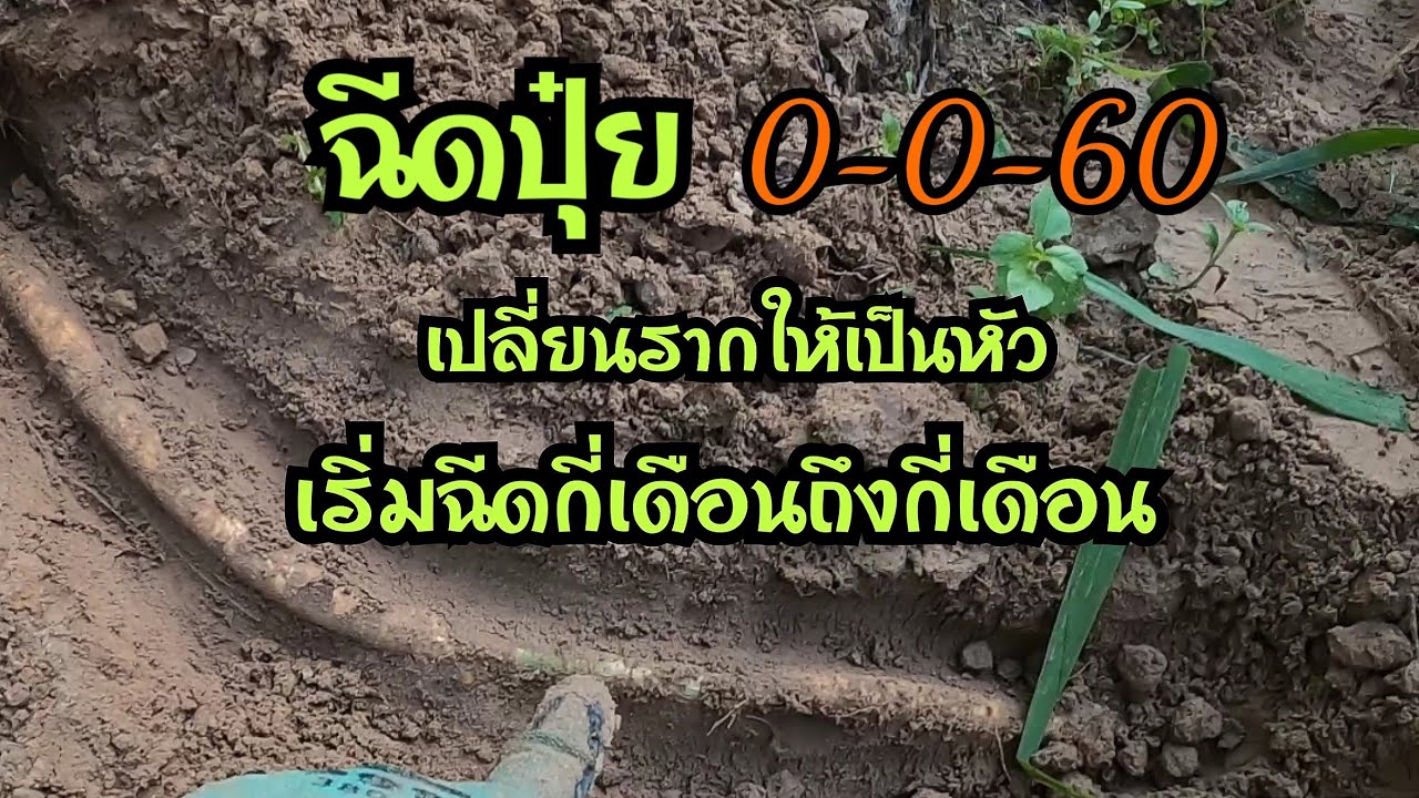 ฉีดปุ๋ย0-0-60ตอนอายุมันกี่เดือนถึงกี่เดือนถึงจะหยุดฉีด