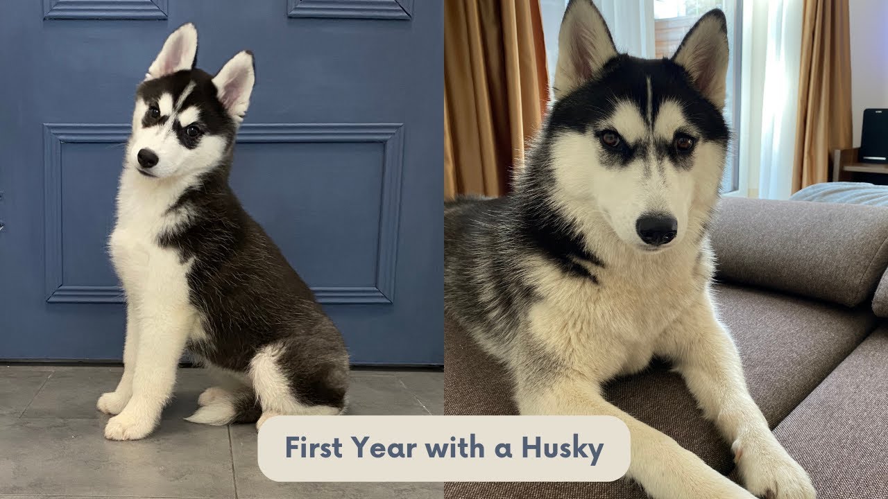 Rok z życia Huskiego 🐶 First Year with a Husky (10 weeks to 1 year)