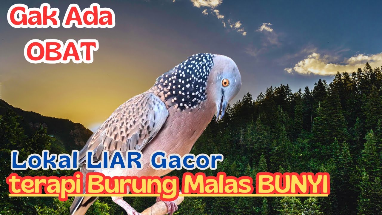 100% Suara Burung Terkukur Gacor Khusus Pancingan Yang Malas Bunyi Agar Jadi Gacor