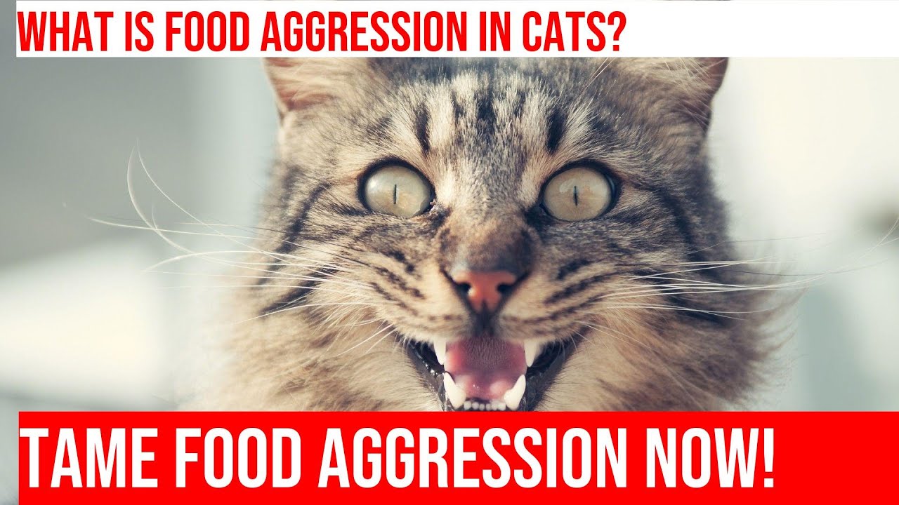 Tackling Food Aggression in Cats: Understanding & Managing