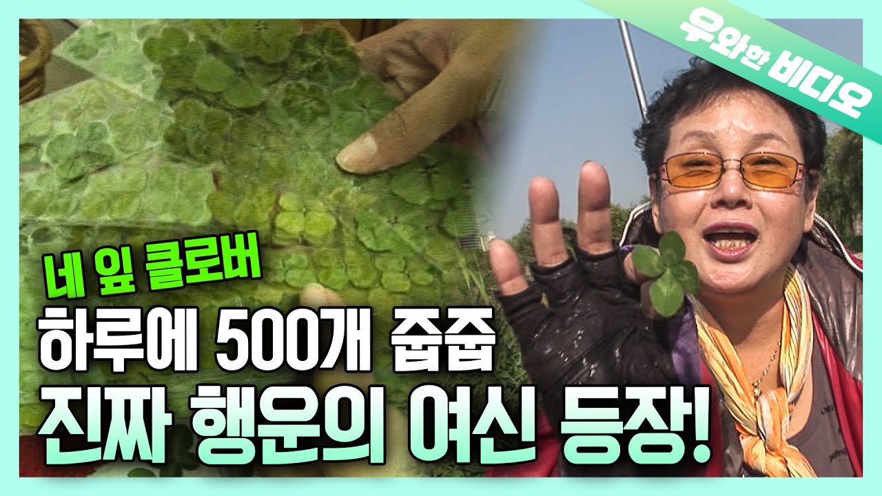 🍀행운이 깃든 눈🍀 하루에 네 잎 클로버 500장 발견?! 행운의 여신 등장!┃🍀Lucky Eyes🍀 Finding 500 Four-Leaf Clover a Day!