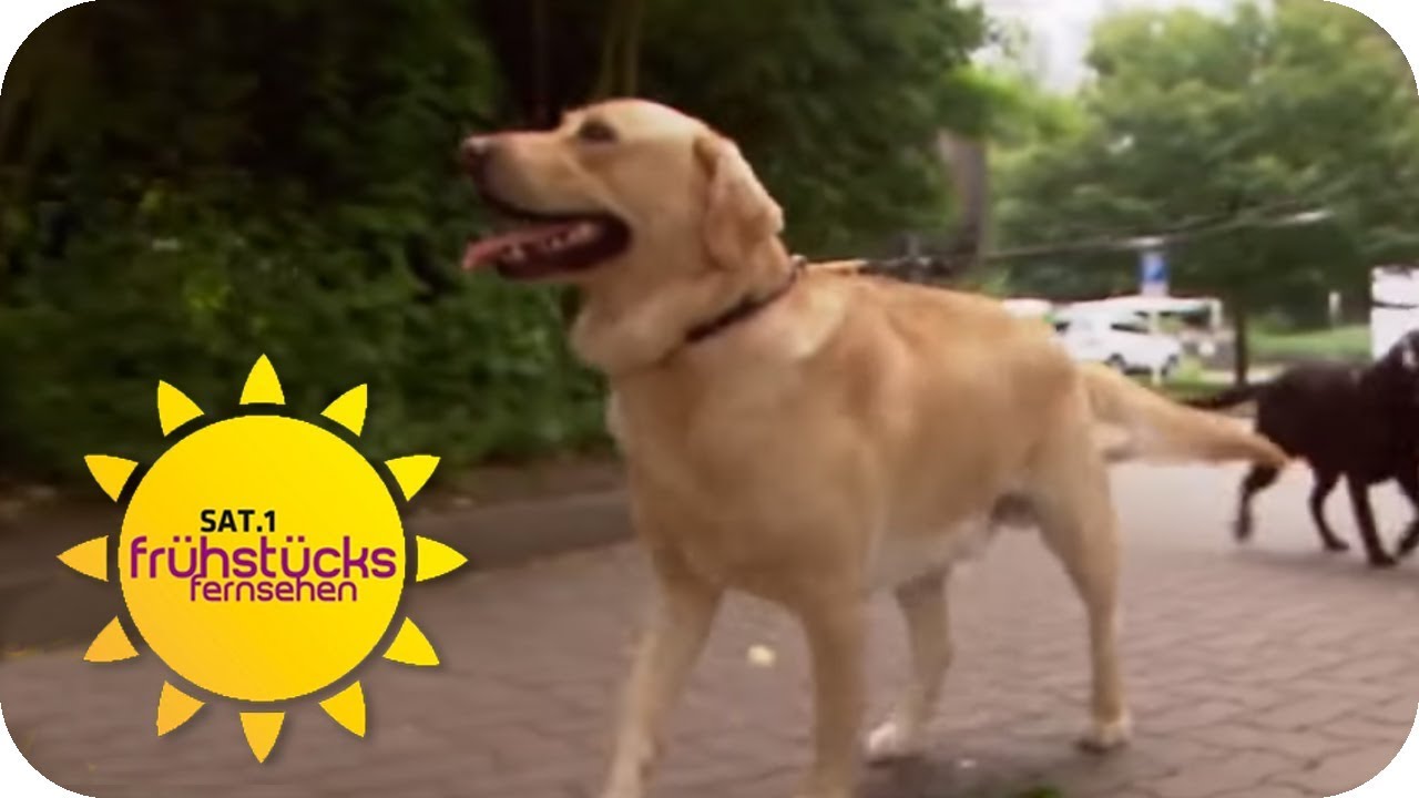 Hunde im Büro: arbeits- oder stressfördernd? | SAT.1 Frühstücksfernsehen | TV