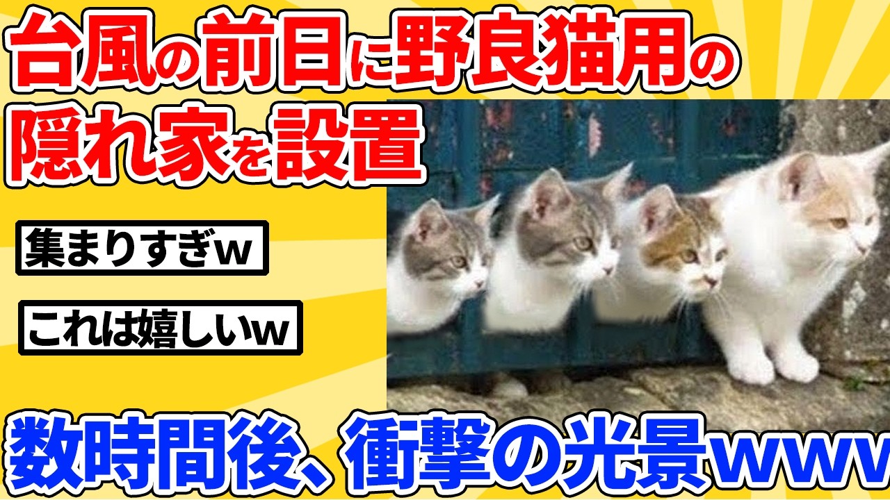 【2ch動物スレ】台風の前日に野良猫用の隠れ家を設置→数時間後、衝撃の光景ｗｗｗｗｗ
