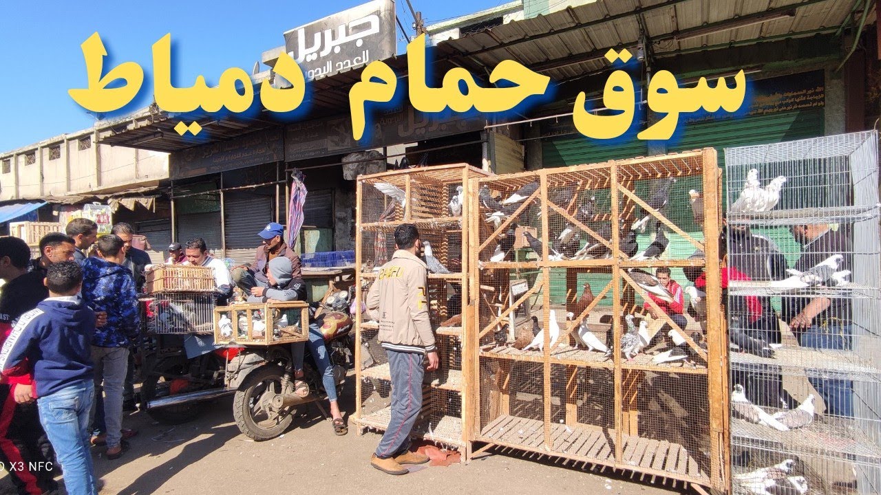 سوق الحمام فى دمياط انهارده بالاسعار حمام كويس سعر مخفض زينه و غزار
