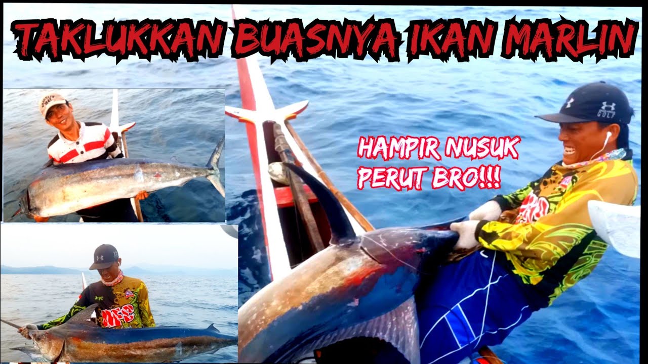 TAKLUK KAN GANASNYA IKAN MARLIN