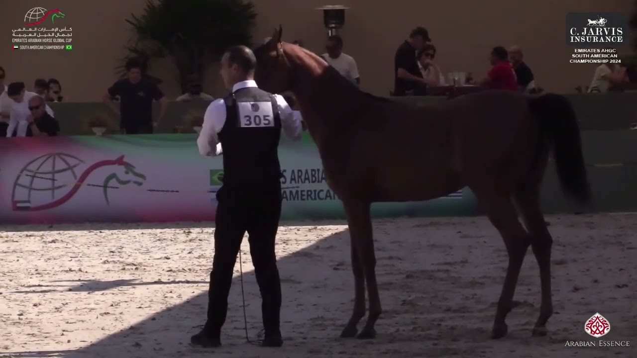 N 305 VV ABILAH   Emirates AHGC 2024   South American Championship   Female Class 1