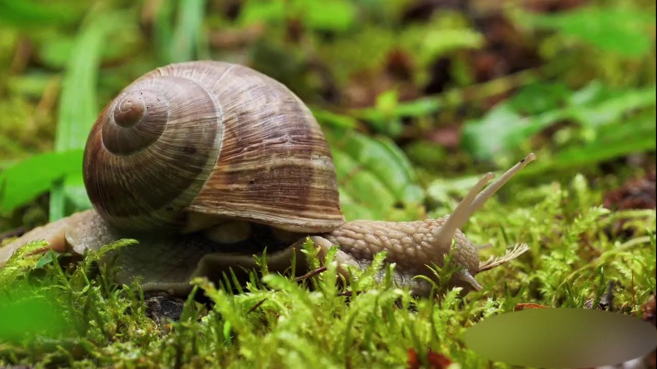 একটাই ভরসা – প্রার্থনায় আলোর পথ | Heartfelt Bangla Prayer Song