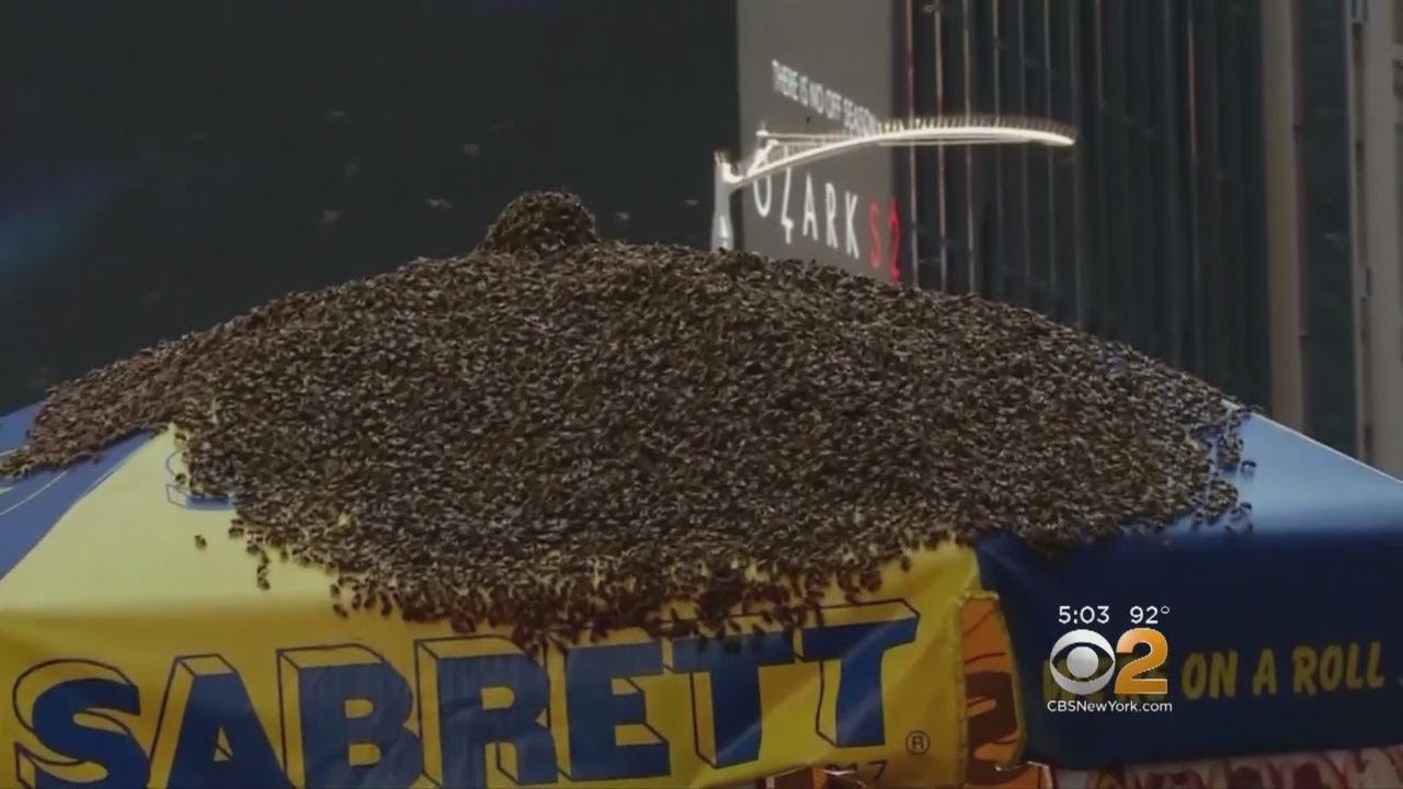 Honeybees Swarm Times Square Hot Dog Cart