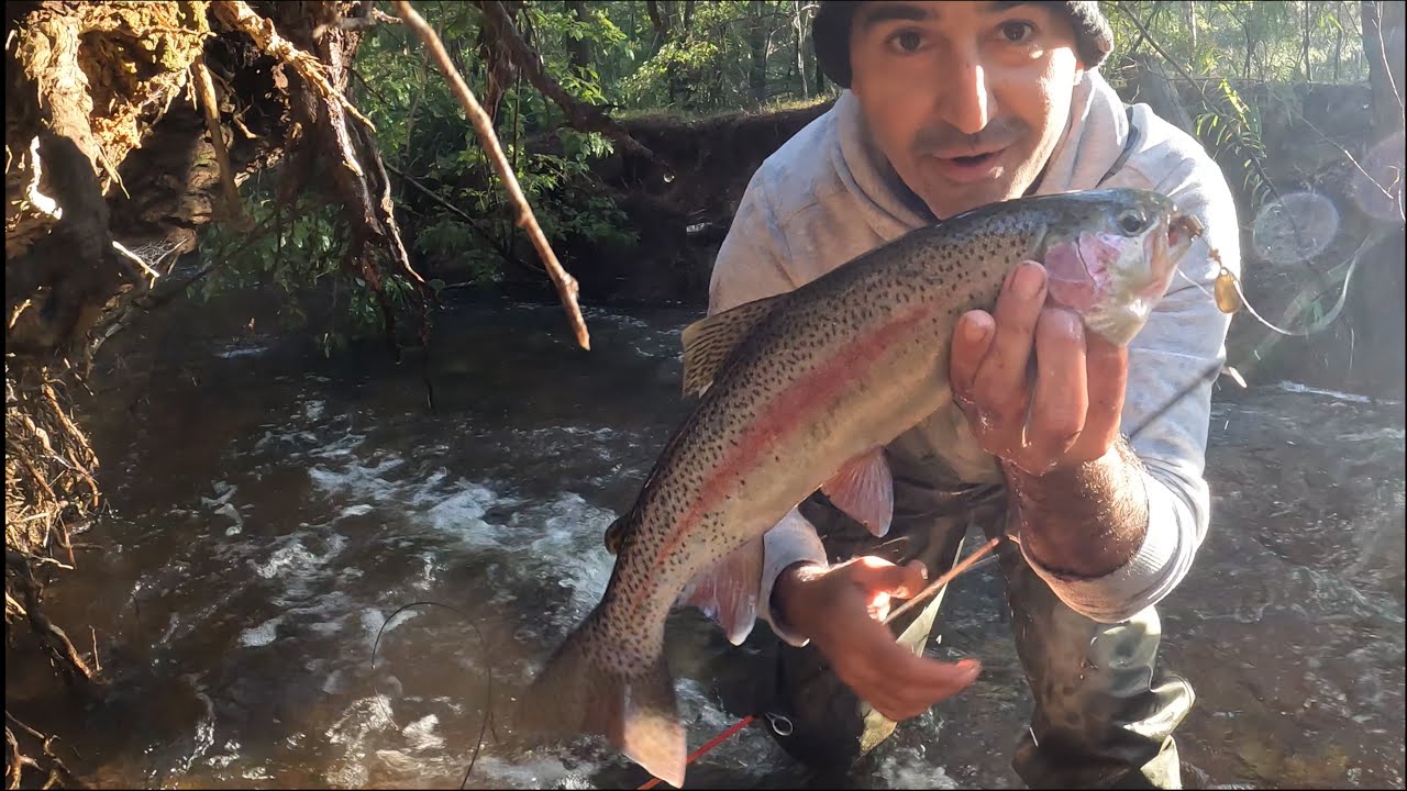 Catching Rainbow trout in rivers of Western Australia