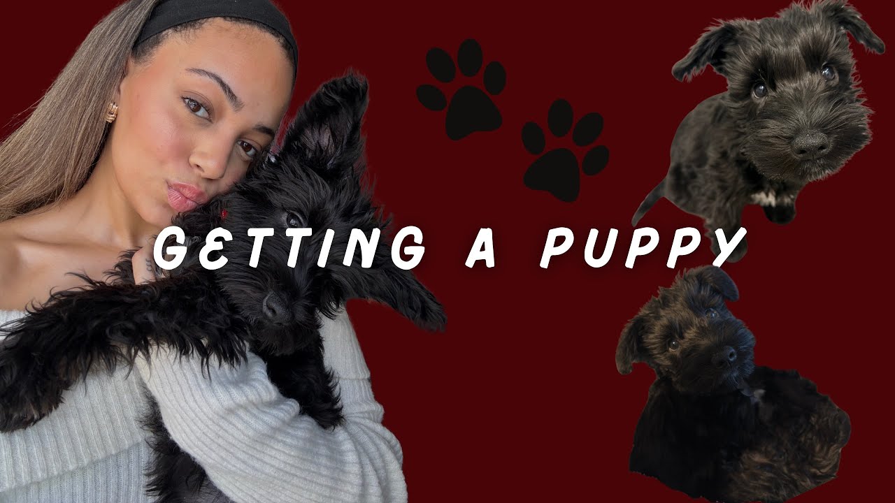 Bringing Home My New Puppy! Mini schnauzer