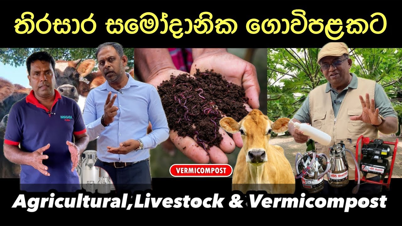 සත්ව පාලනයෙන් හරියට ලක්ෂ ගණන් හොයන්නේ මෙහෙමයි🐄🐓 | නිකන් තියන ඉඩමේ ඔබත් කරලා බලන්න🌱#livestock #farm 