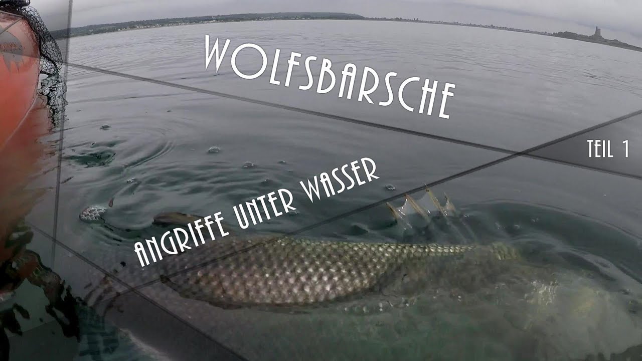 Wolfsbarsche - Angriffe unter Wasser