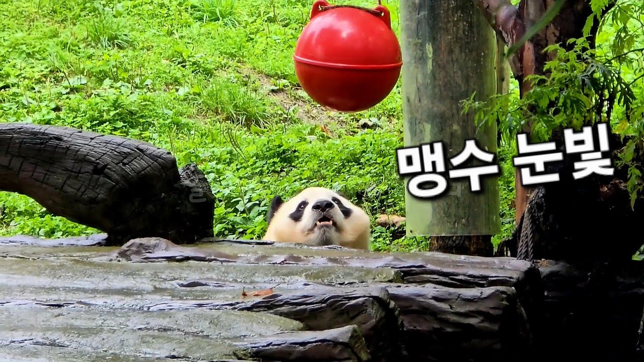 빨간 사탕을 노리는 세상에서 제일 귀여운 아기 맹수 푸바오~!! | 9월 18일 오전 제1편(푸바오 실시간)