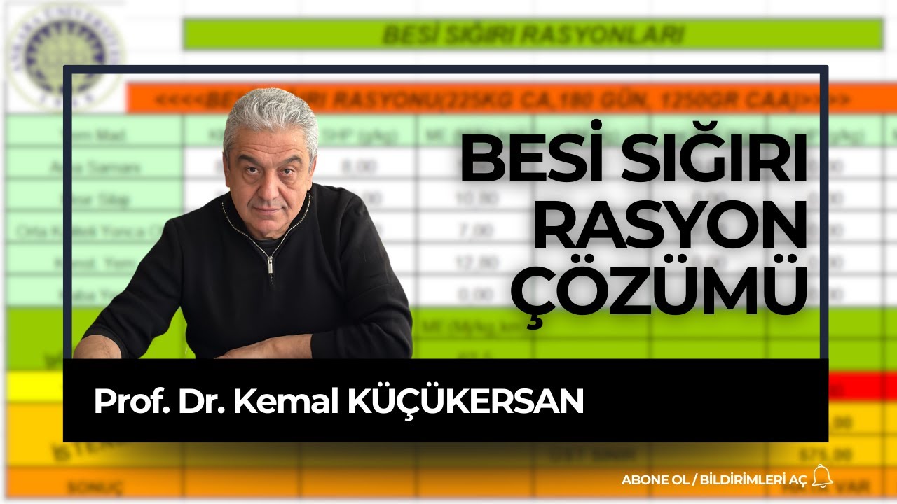 BESİ SIĞIRLARINDA RASYON ÇÖZÜMÜ