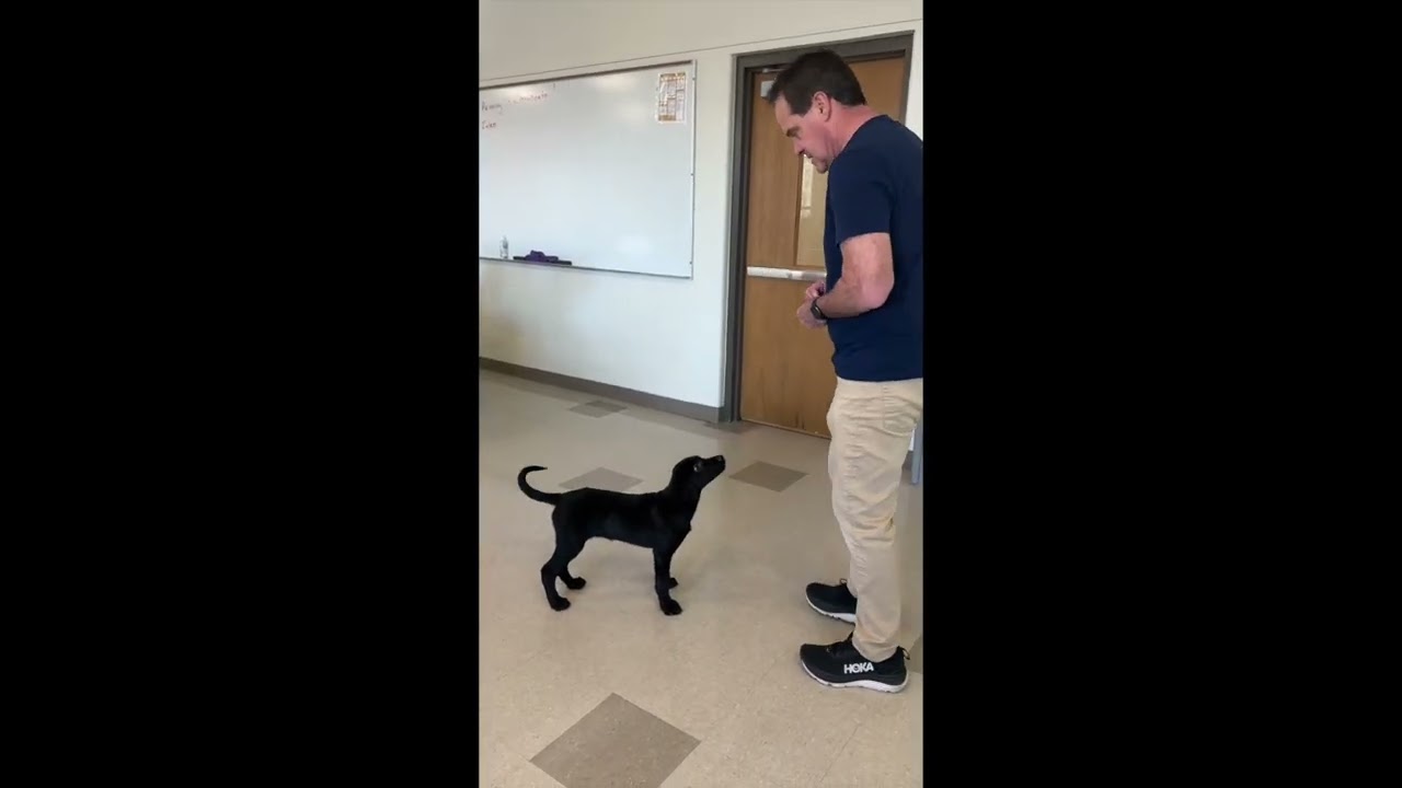 Finn Goes to a College Class at 11 1/2 weeks