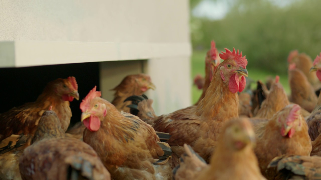 pollo Fileni bio Lorenzo Marini Group