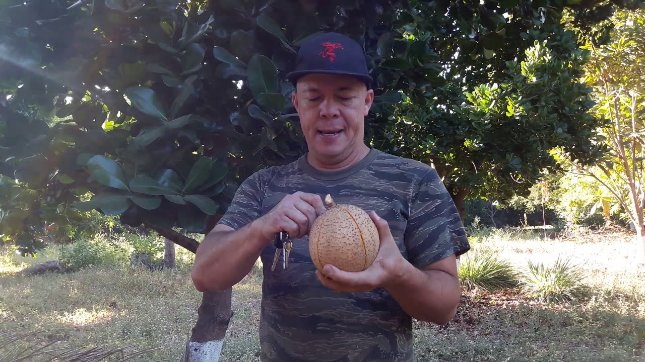 El Mamey-Magnolia Guatemalensis