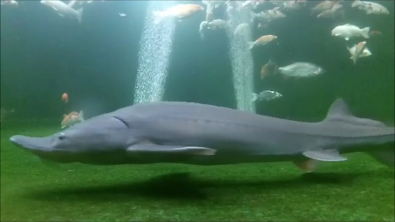 Keeping Sturgeon and koi a brief guide.
