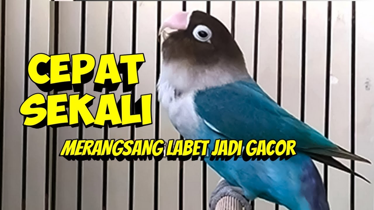 Lovebird Fighter Ngekek Panjang, Cepat SEKALI MERANGSANG LABET APAPUN JADI GACOR CEPAT NGEKEK